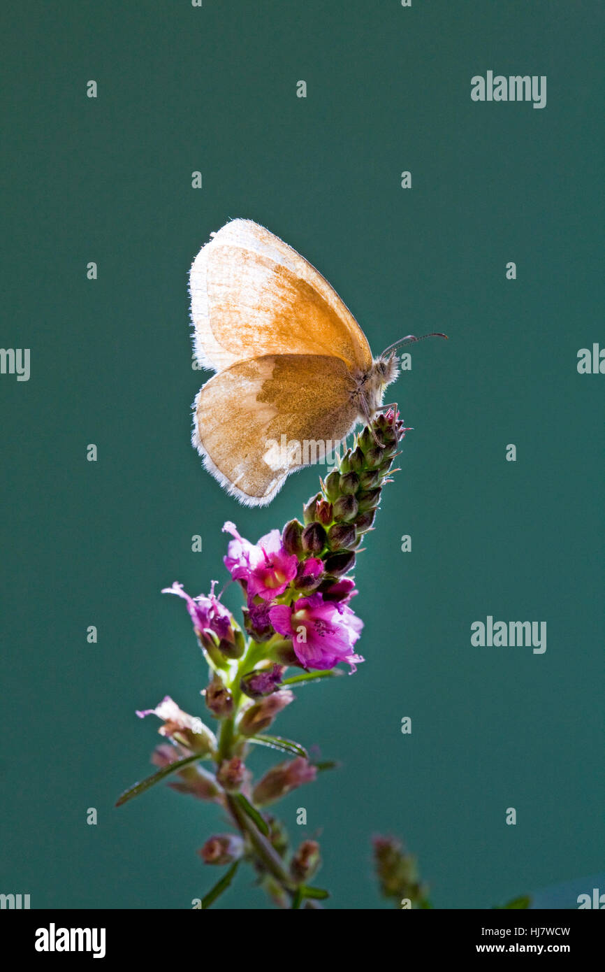 An Ochre Ringlet butterfly, Coenonympha tullia insulana, on a wildflower. Stock Photo