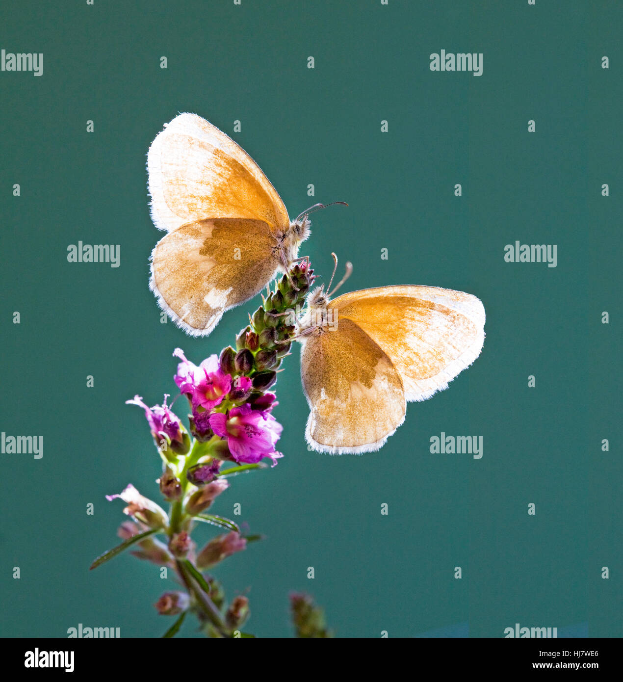 A pair of Ochre Ringlet butterflies, Coenonympha tullia insulana, on a wildflower. Stock Photo