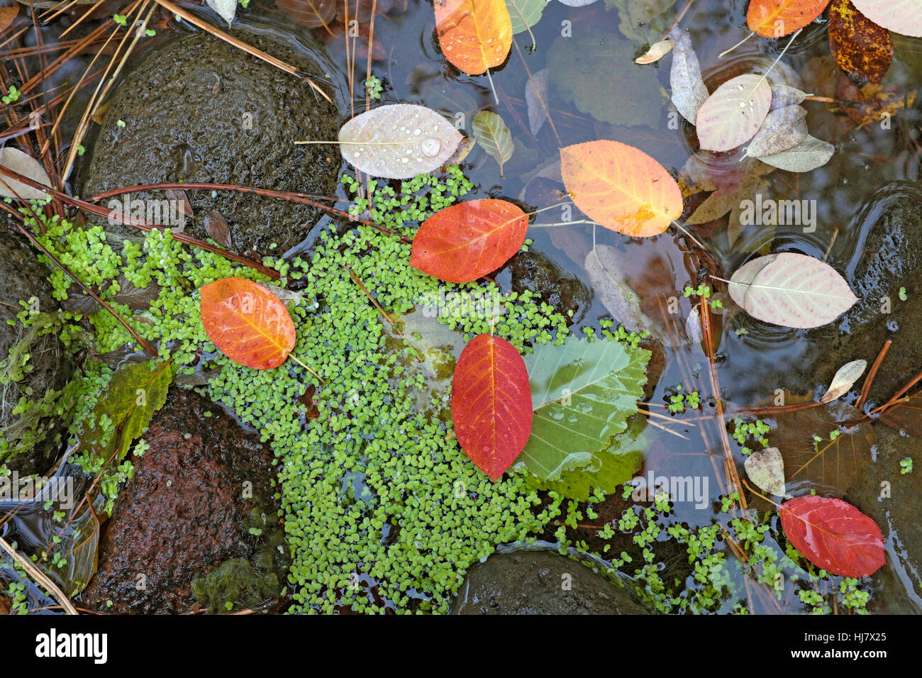 Autumn leaves lying in a small pond in the Cascade Mountains of central Oregon. Stock Photo