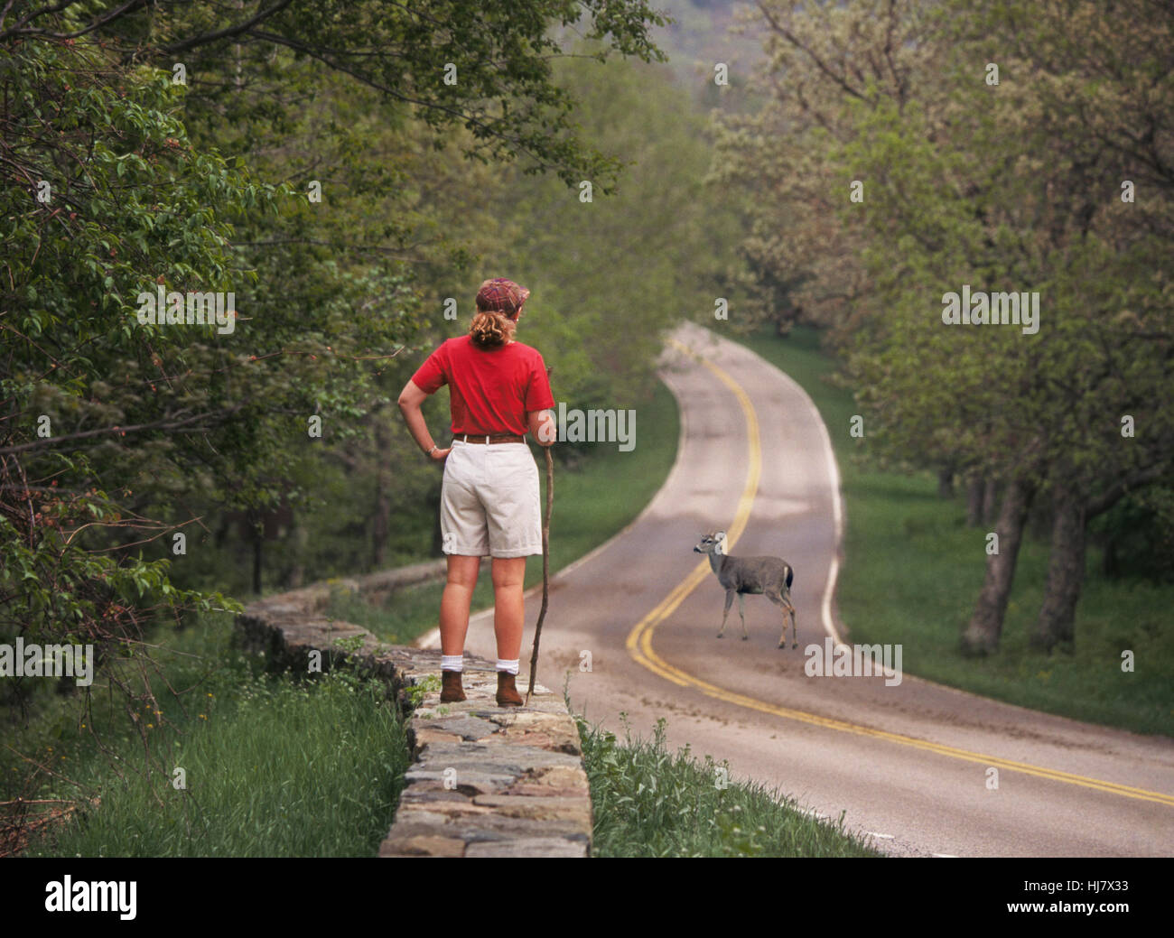 A young female hiker watches a deer cross the main park road in the mountains of Shenandoah National Park in Virginia. Stock Photo