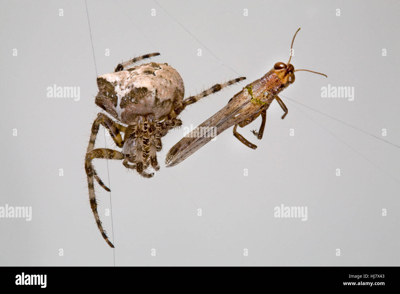 A cross orbweaver spider, Araneus diadematus, in her web Stock Photo