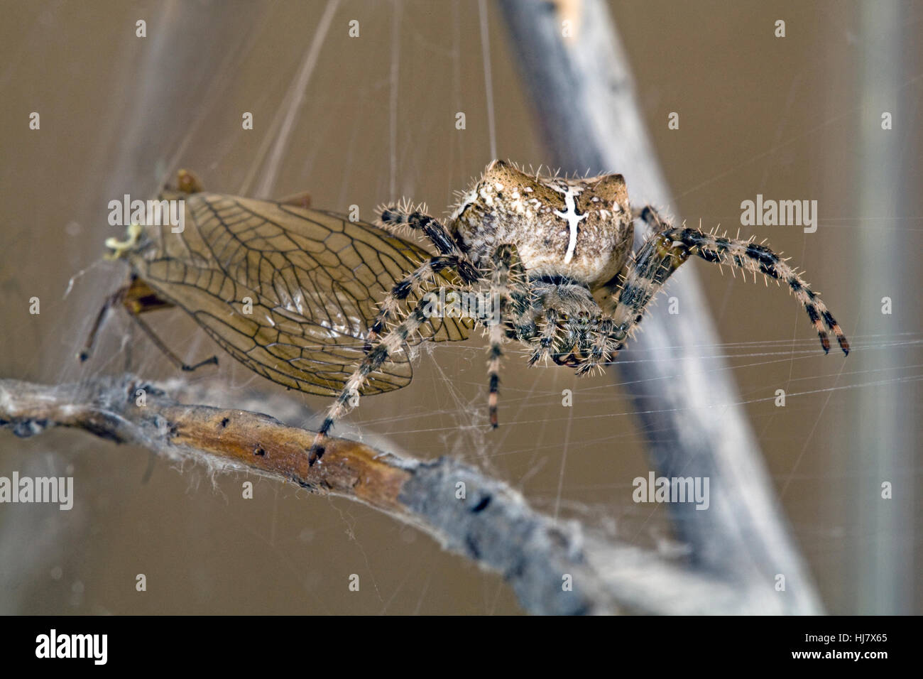 A cross orbweaver spider, Araneus diadematus, in her web with a golden stonefly she captured. Stock Photo