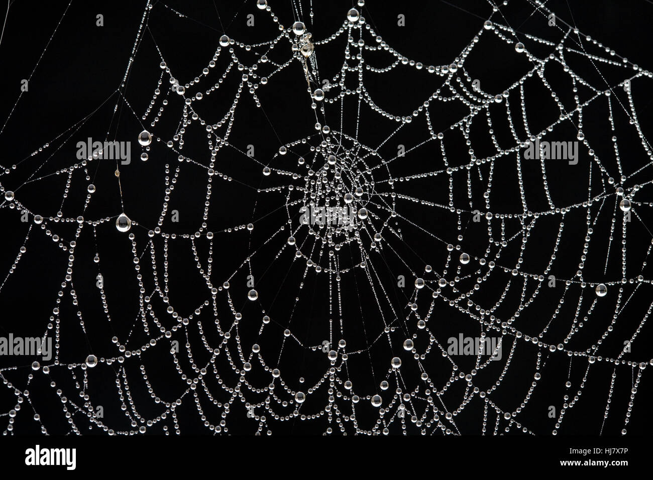The web of a cross orbweaver spider, Araneus diadematus, covered with dew on a frosty october morning. Stock Photo