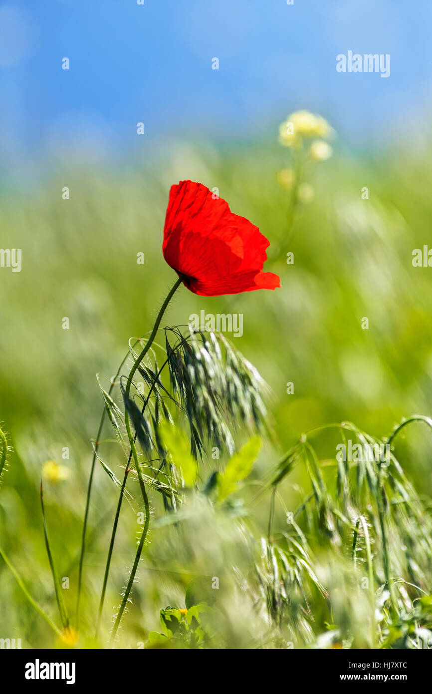 poppy in the grass on the blur background, note shallow depth of field