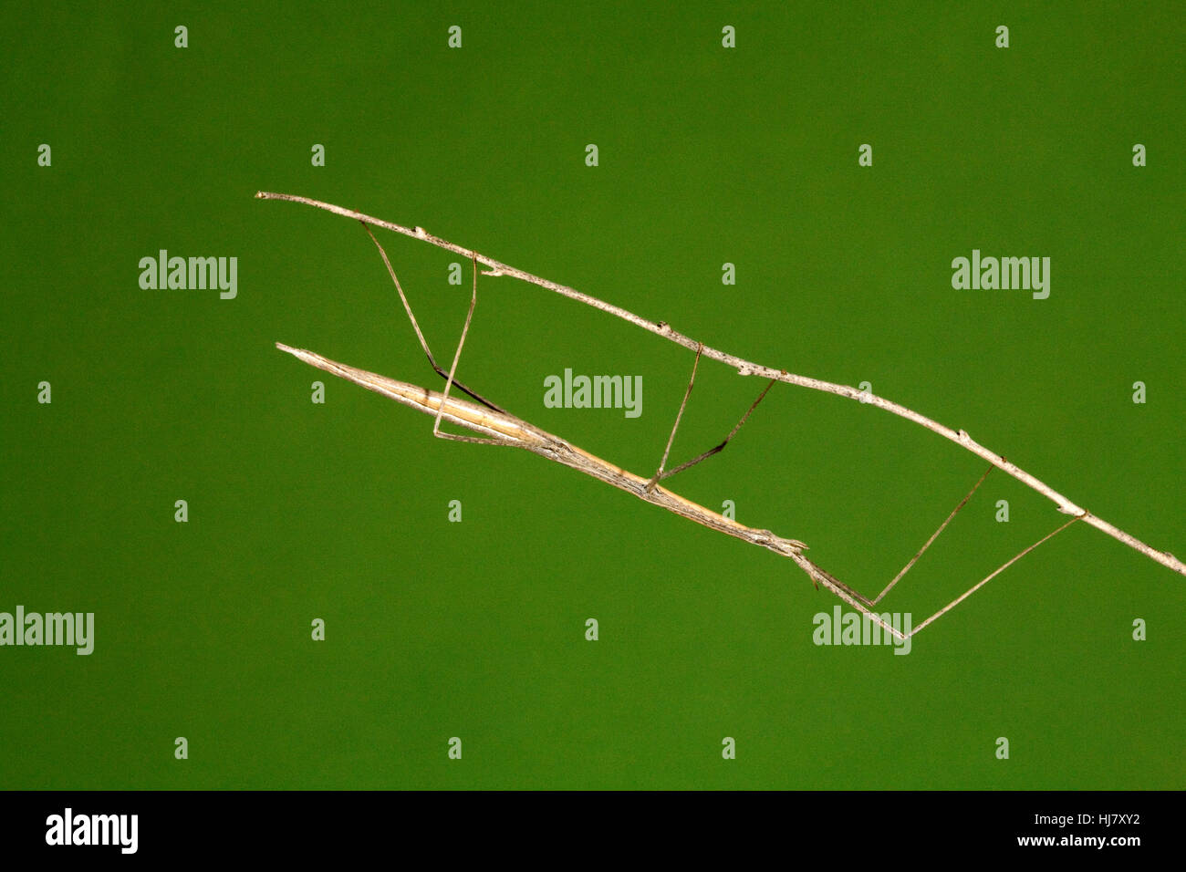 Walking stick insect hires stock photography and images Alamy