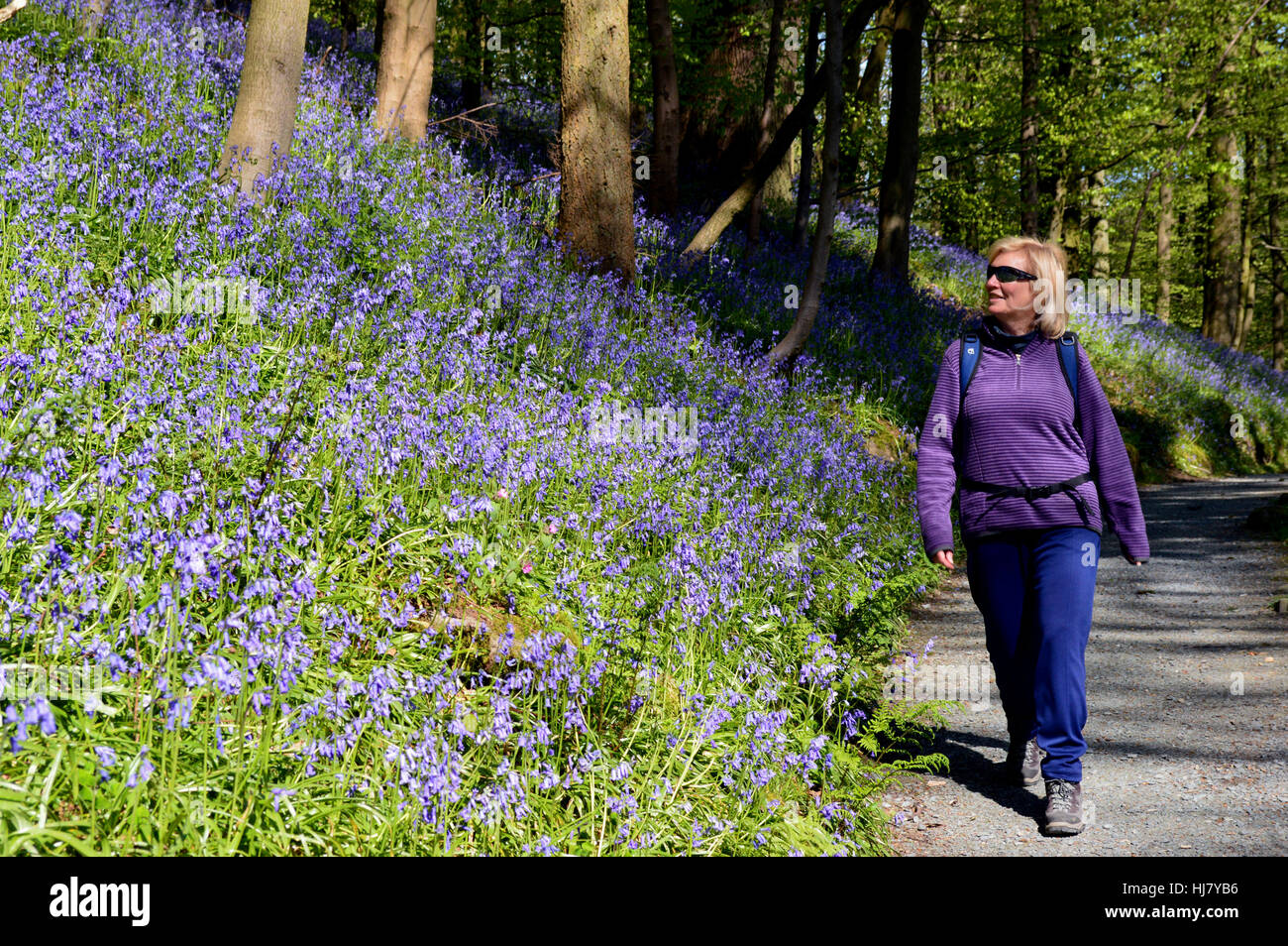 Solitary Lady Walking through Bluebells in Strid Wood part of the Dales Way Long Distance Footpath Wharfedale, Yorkshire Dales National Park, UK Stock Photo