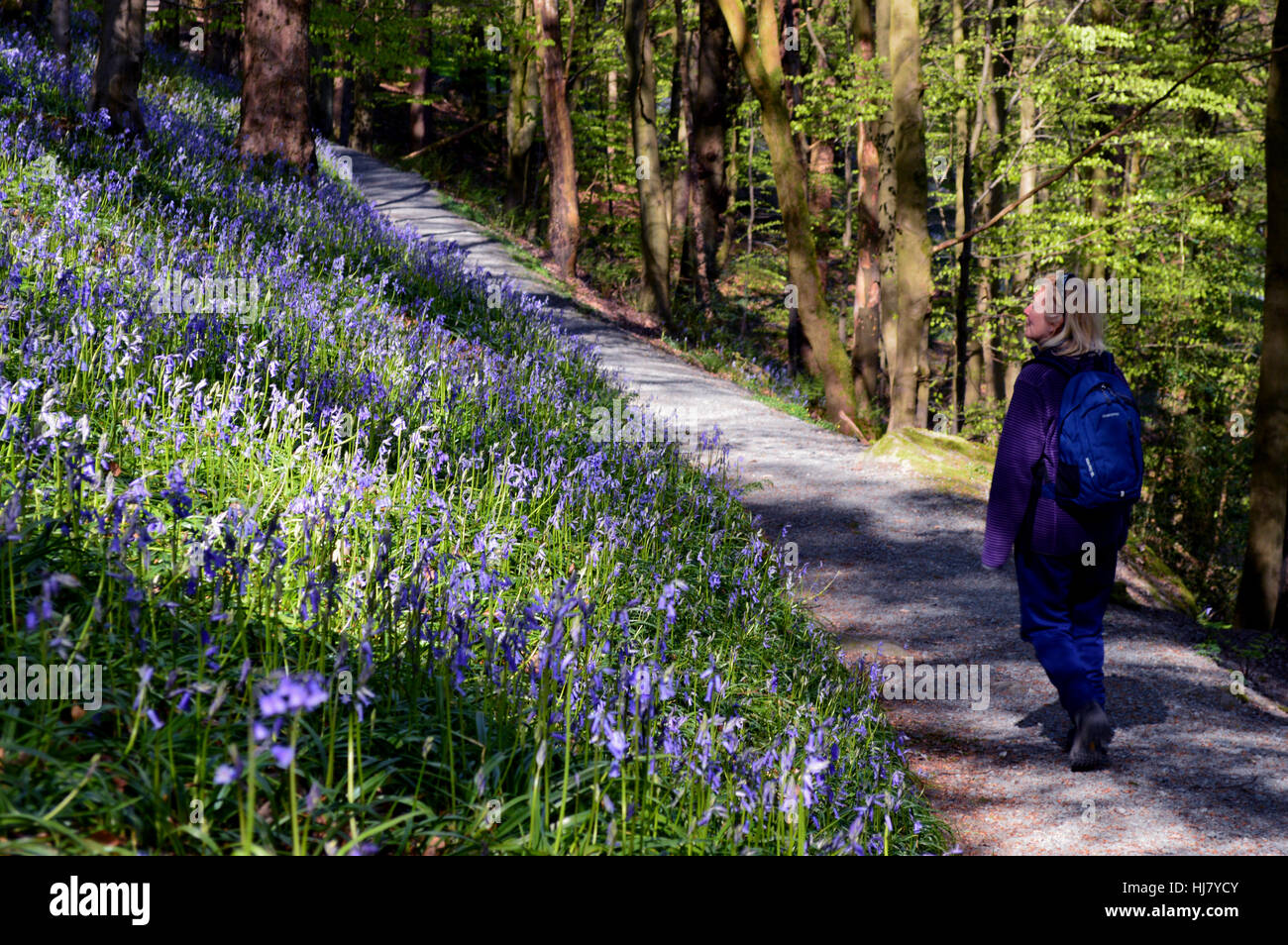Solitary Lady Walking through Bluebells in Strid Wood part of the Dales Way Long Distance Footpath Wharfedale, Yorkshire Dales National Park, UK Stock Photo