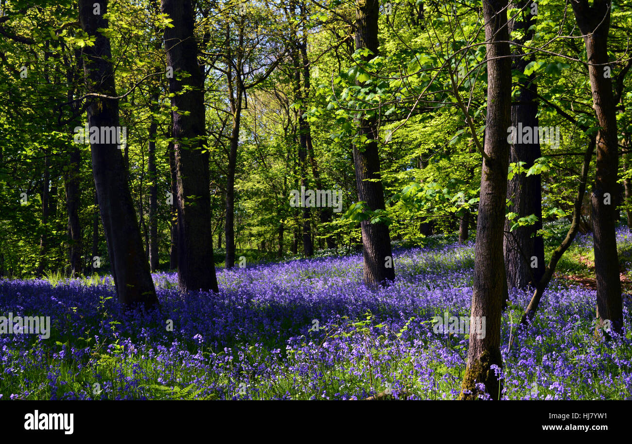 Bluebells in Strid Wood part of the Dales Way Long Distance Footpath Wharfedale, Yorkshire Dales National Park, UK Stock Photo