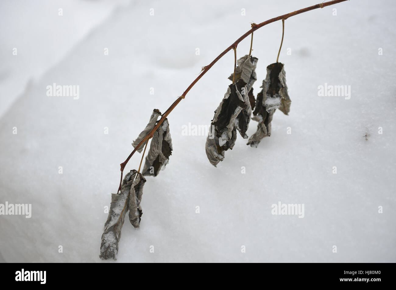 Raspberry bush covered with snow, in the middle of winter Stock Photo