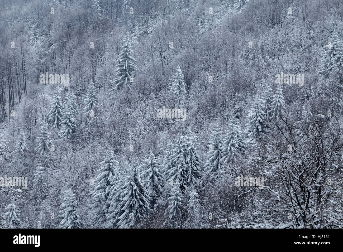 Winter landscape of snowy fir trees forest Stock Photo - Alamy