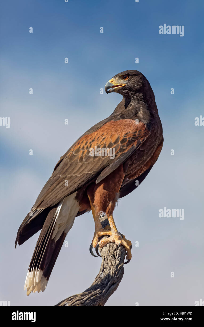 Perched Lookout - Harris' Hawk, Parabuteo unicinctus Also: Bay-Winged Hawk or Dusky Hawk Stock Photo