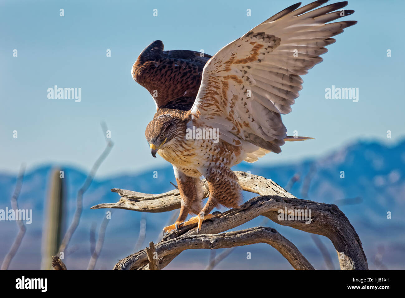 Hunting - Ferruginous Hawk, Buteo regalis Stock Photo