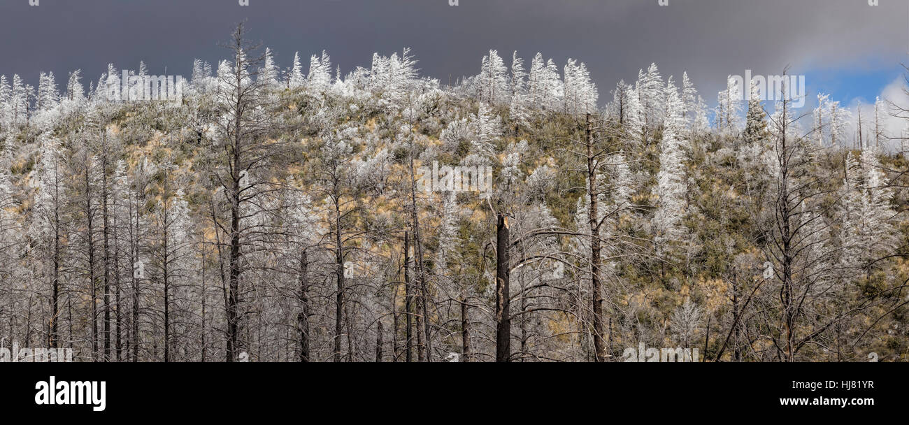 Ice Storm, Chiricahua Wilderness, AZ Stock Photo