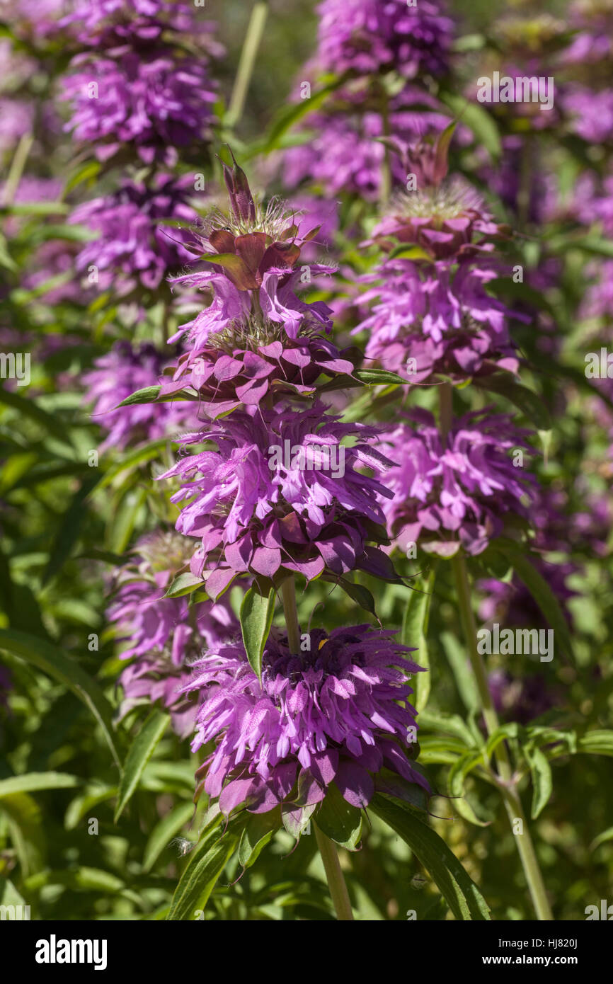 Lemon Bee Balm - Monarda is a genus of flowering plants in the mint family, Lamiaceae. The genus is endemic to North America. Common names include bee Stock Photo