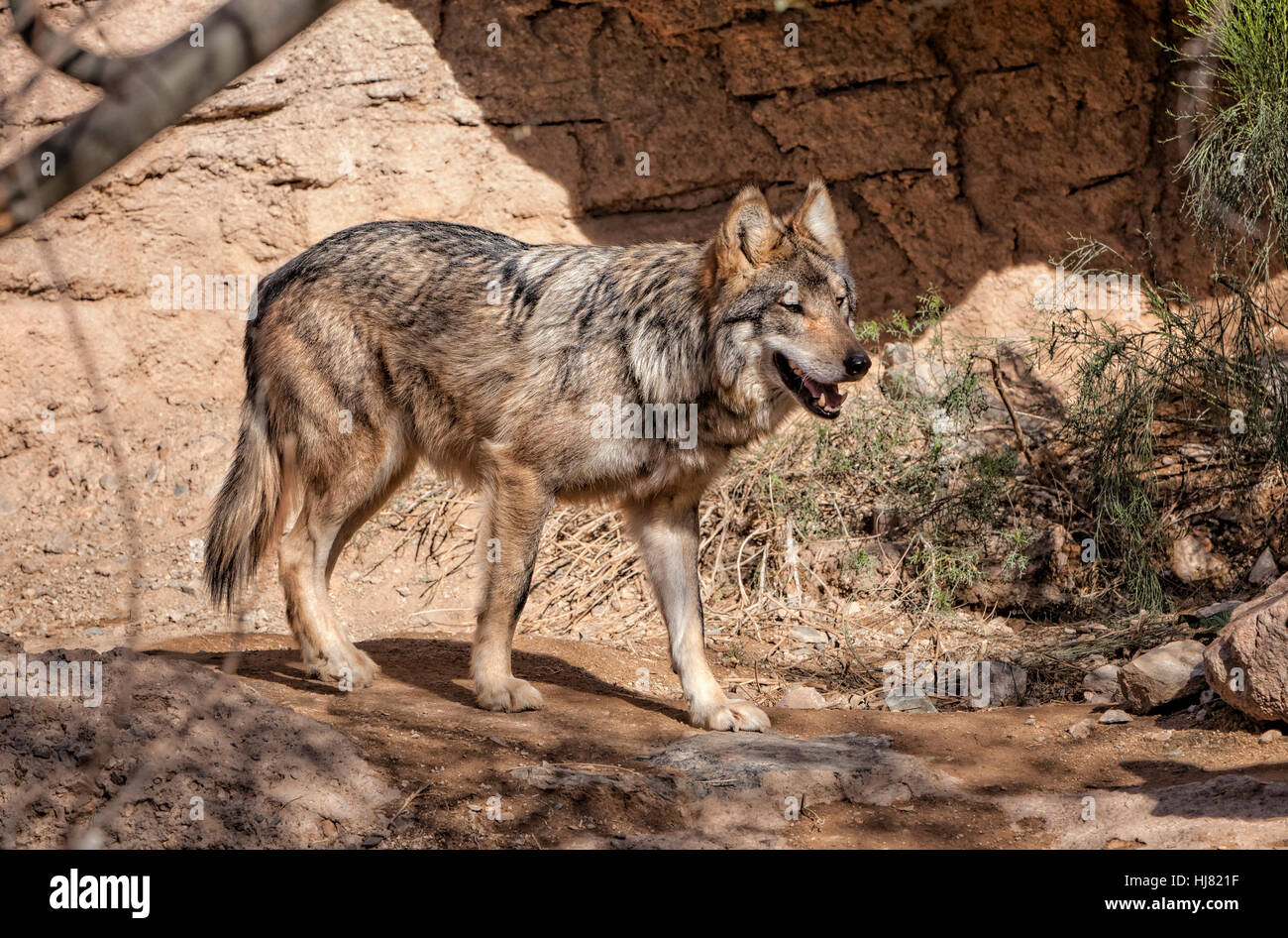 Mexican Wolf, Canis lupus baileyi, Arizona Stock Photo