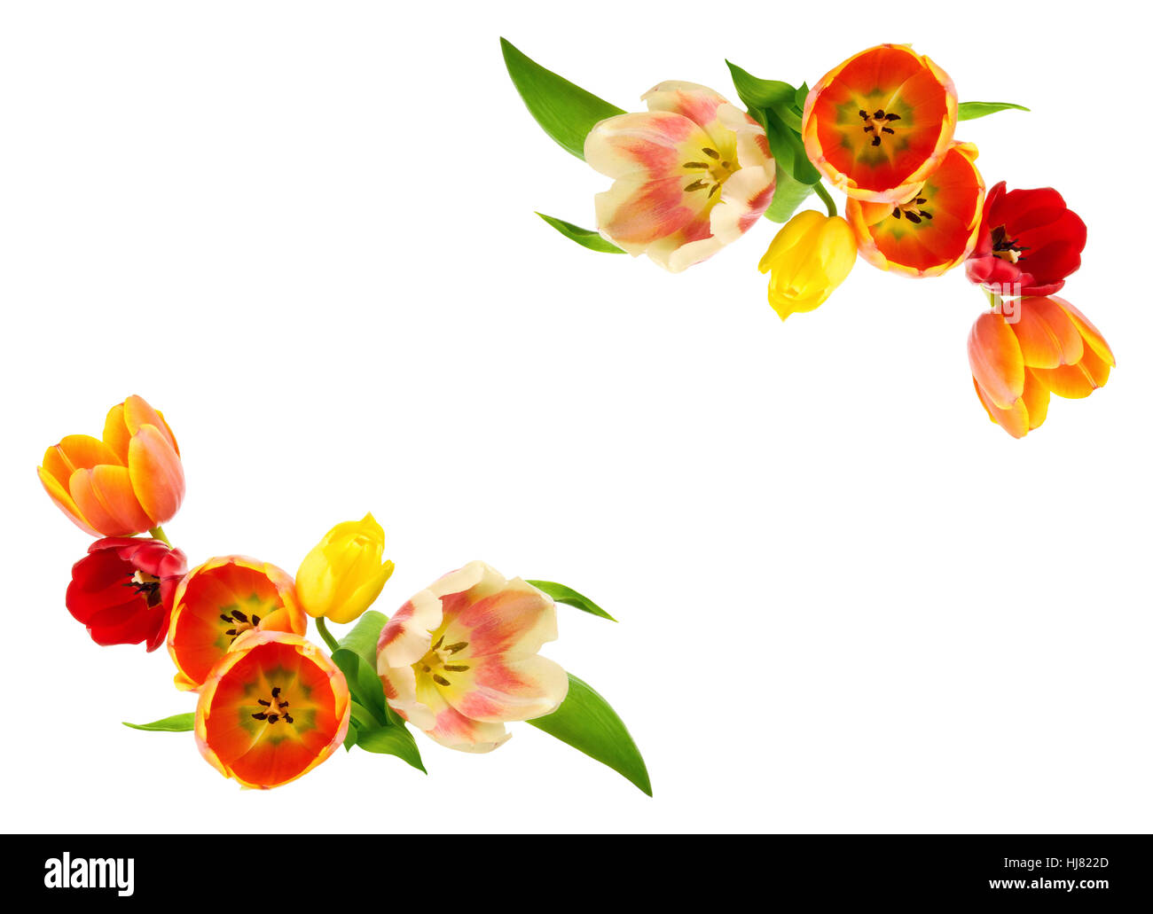 flower, flowers, plant, easter, spring, tulips, card, backdrop, background, Stock Photo