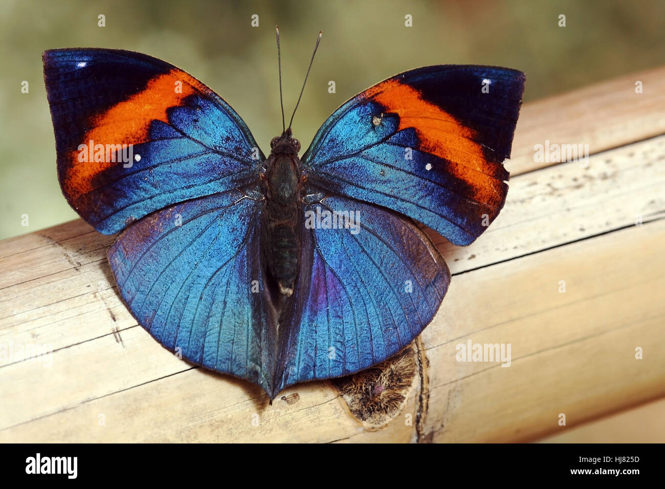 the indian journal or malaysian leaf butterfly Stock Photo