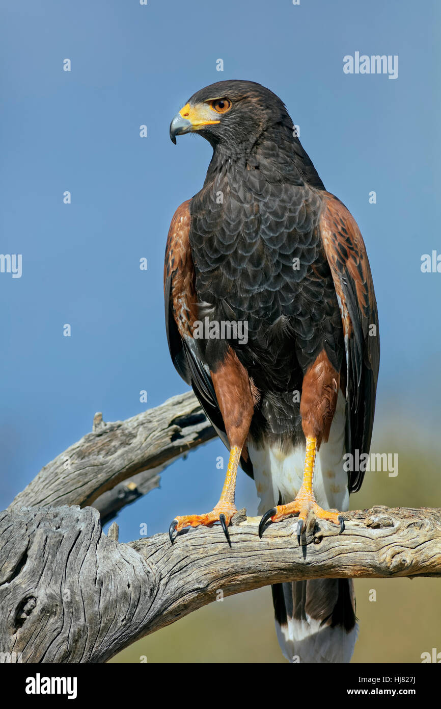 The Harris's Hawk, Parabuteo unicinctus, is formerly known as the bay-winged hawk or dusky hawk seen in the Sonoran Desert. Stock Photo