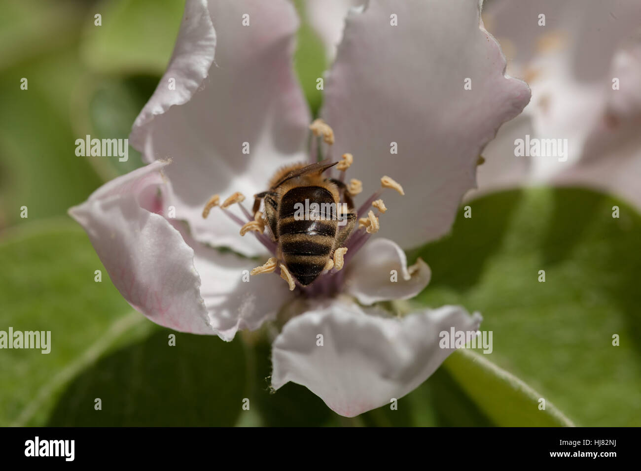 Spring flowers bee collects pollen hi-res stock photography and images ...