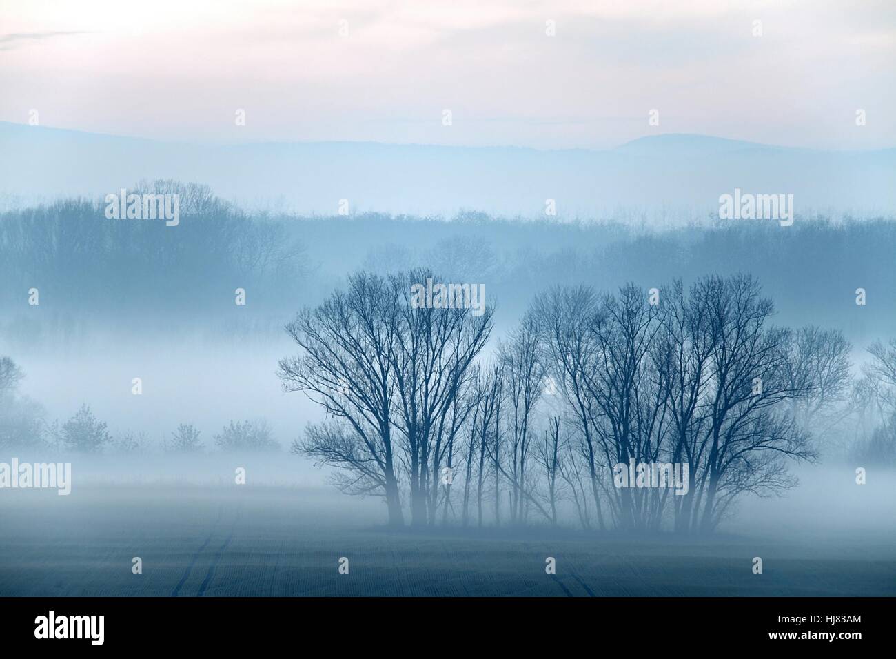Evening mist on a field with leafless trees Stock Photo