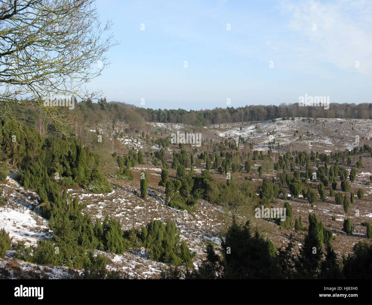 lneburg heath in winter Stock Photo