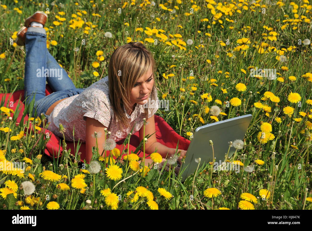 woman, laptop, notebook, computers, computer, dandelion, businesswoman, career Stock Photo