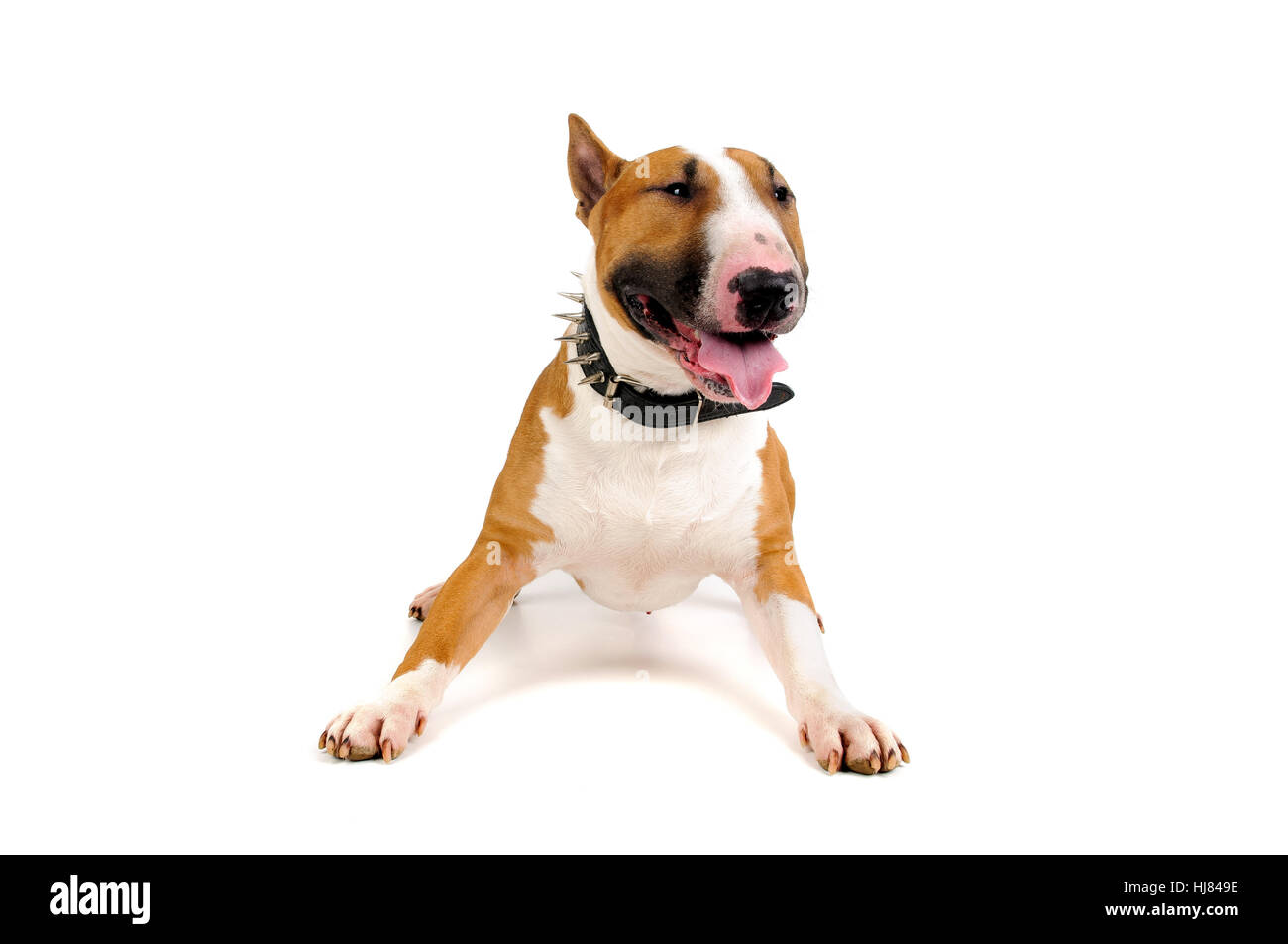 animal, bull, energy, power, electricity, electric power, dog, breed