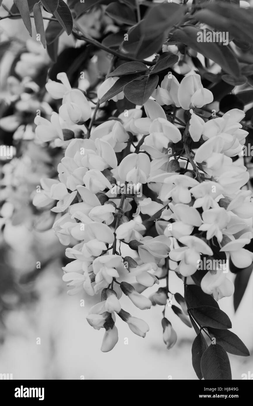 flowering acacia branches with the sky in the background, note shallow depth of field Stock Photo