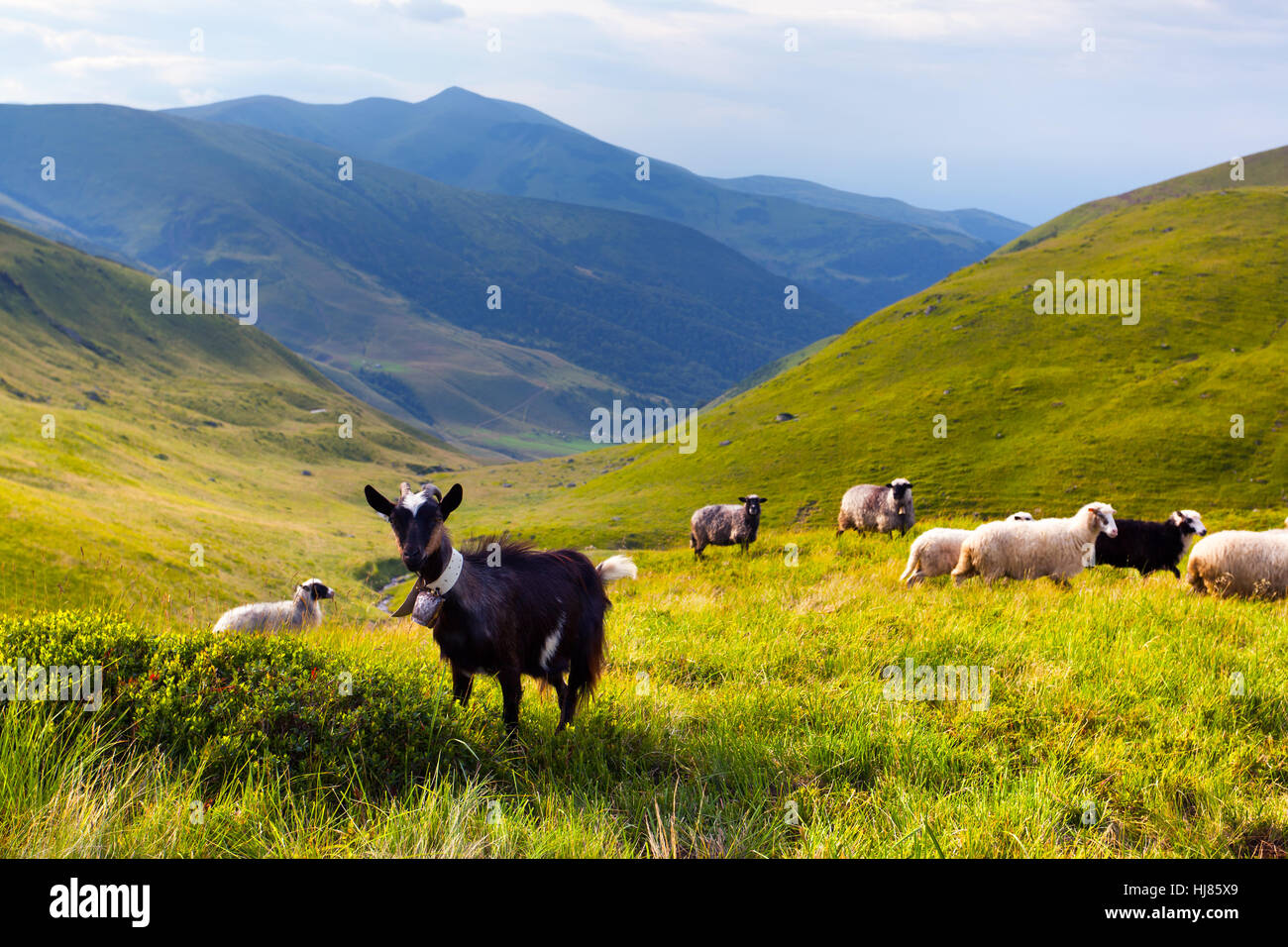flock of sheep and goat in the mountains at summer Stock Photo - Alamy