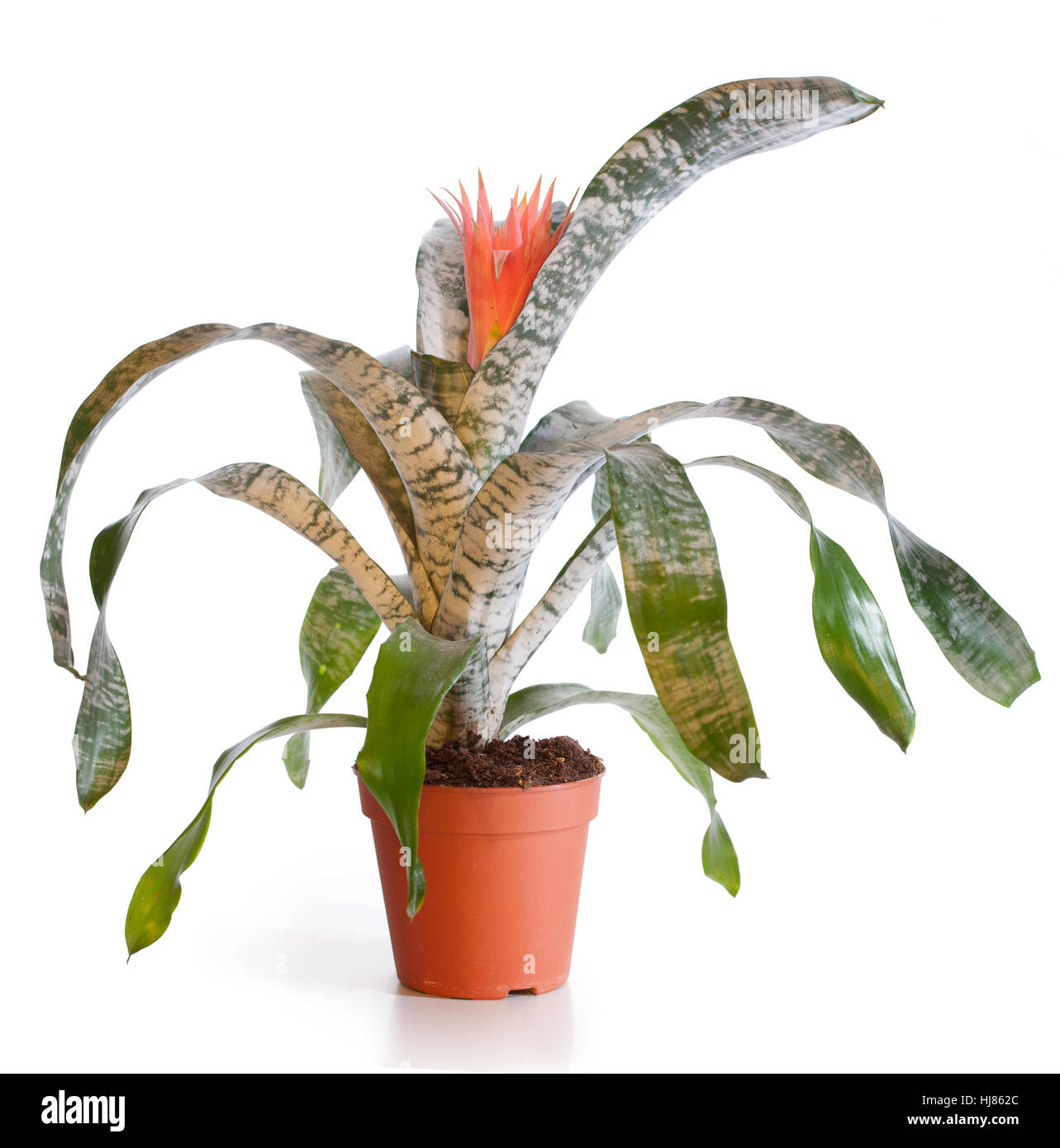 Blossoming plant of aechmea in flowerpot isolated on white. Stock Photo