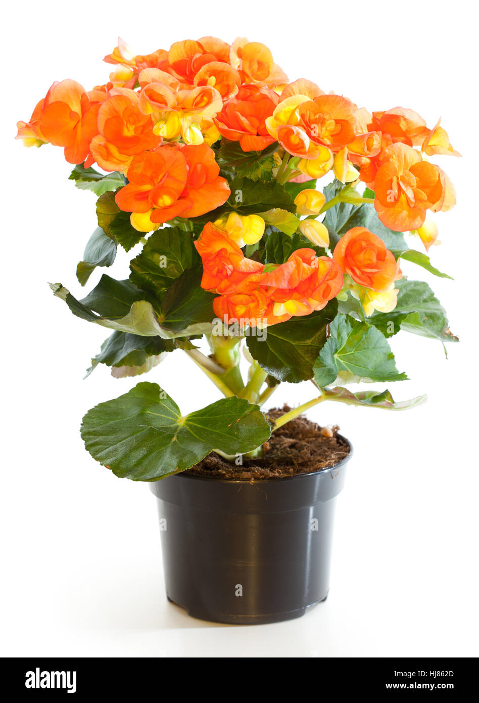 Blossoming plant of begonia in flowerpot isolated on white. Stock Photo