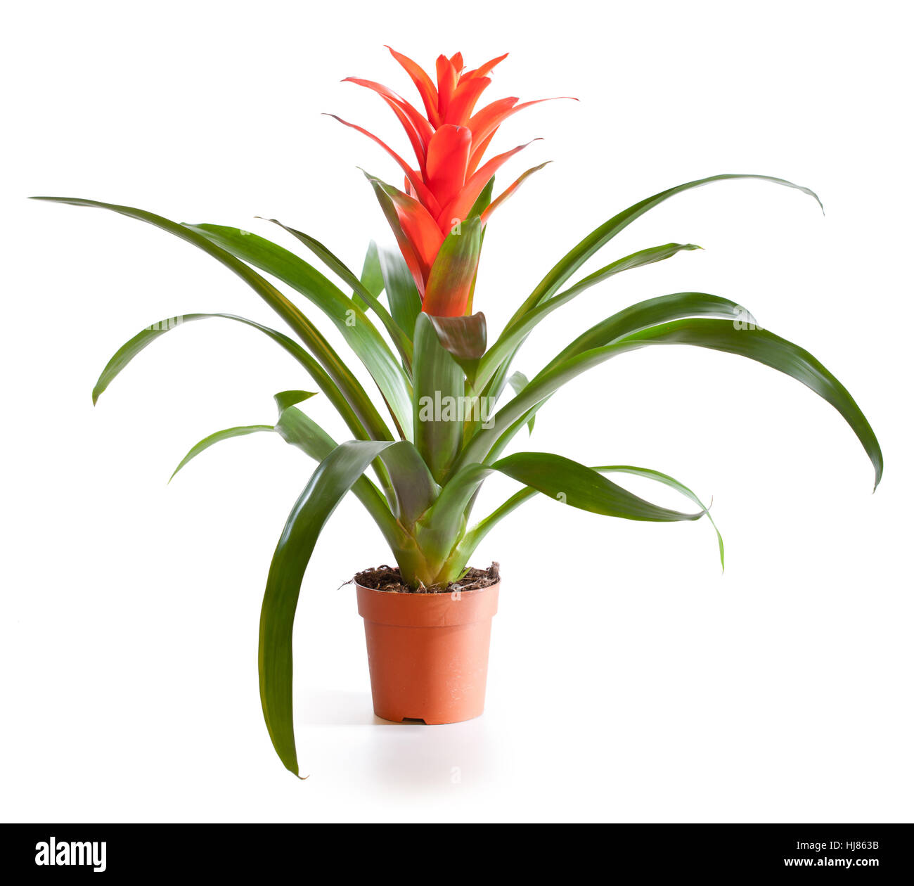 Blossoming plant of guzmania in flowerpot isolated on white. Stock Photo