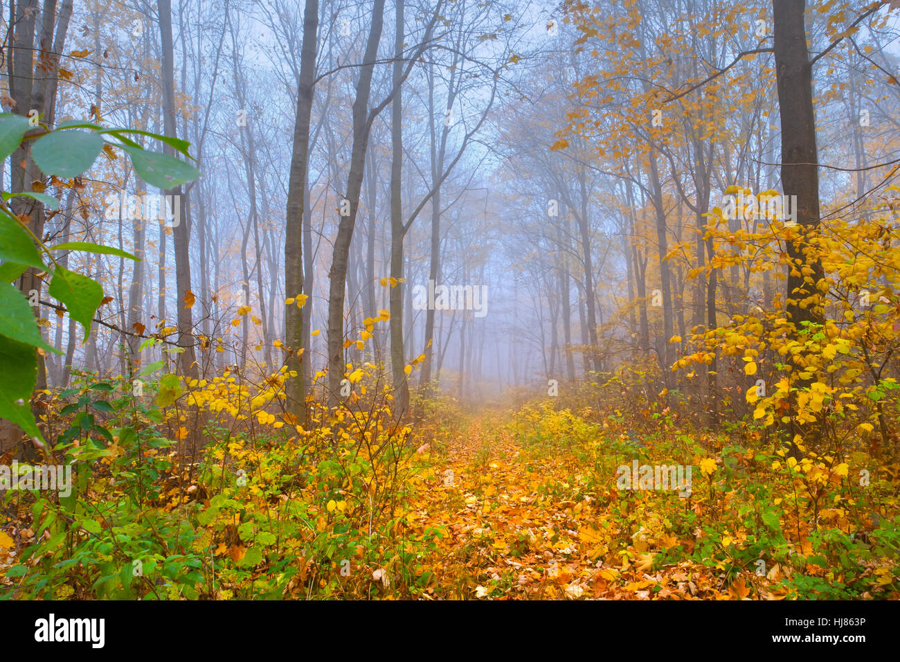 Colorful autumn landscape in the forest Stock Photo