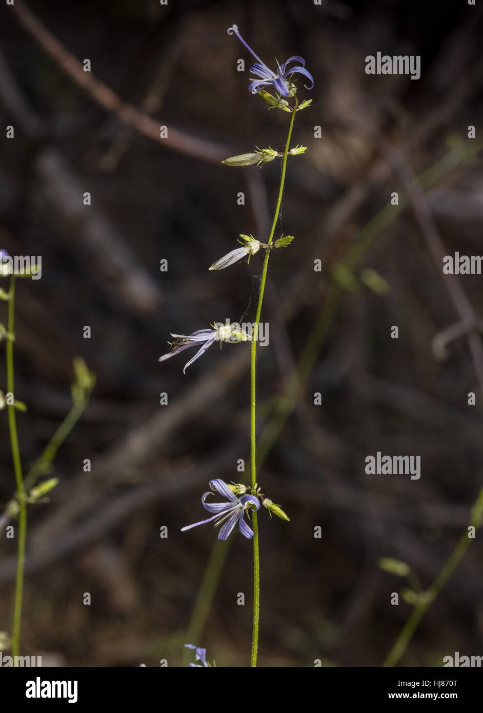 California harebell,  Asyneuma prenanthoides, in flower in redwood forest, Sierra Nevada. Stock Photo
