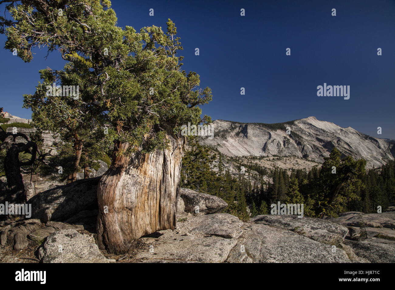 Ancient trees of Sierra Juniper, Juniperus grandis, Yosemite, California. Stock Photo