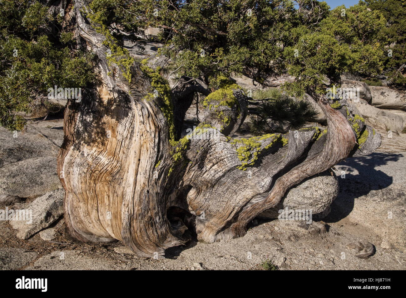 Ancient trees of SIERRA JUNIPER, Juniperus grandis, Yosemite, California. Stock Photo