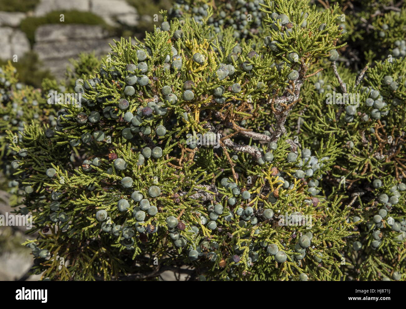 Fruits or berries of SIERRA JUNIPER, Juniperus grandis, in Yosemite. Stock Photo