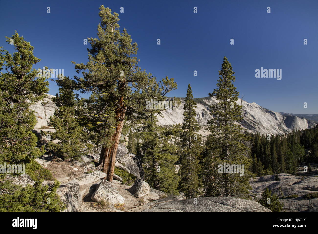 SIERRA JUNIPER, Juniperus grandis, trees in Yosemite, Sierra Nevada. Stock Photo