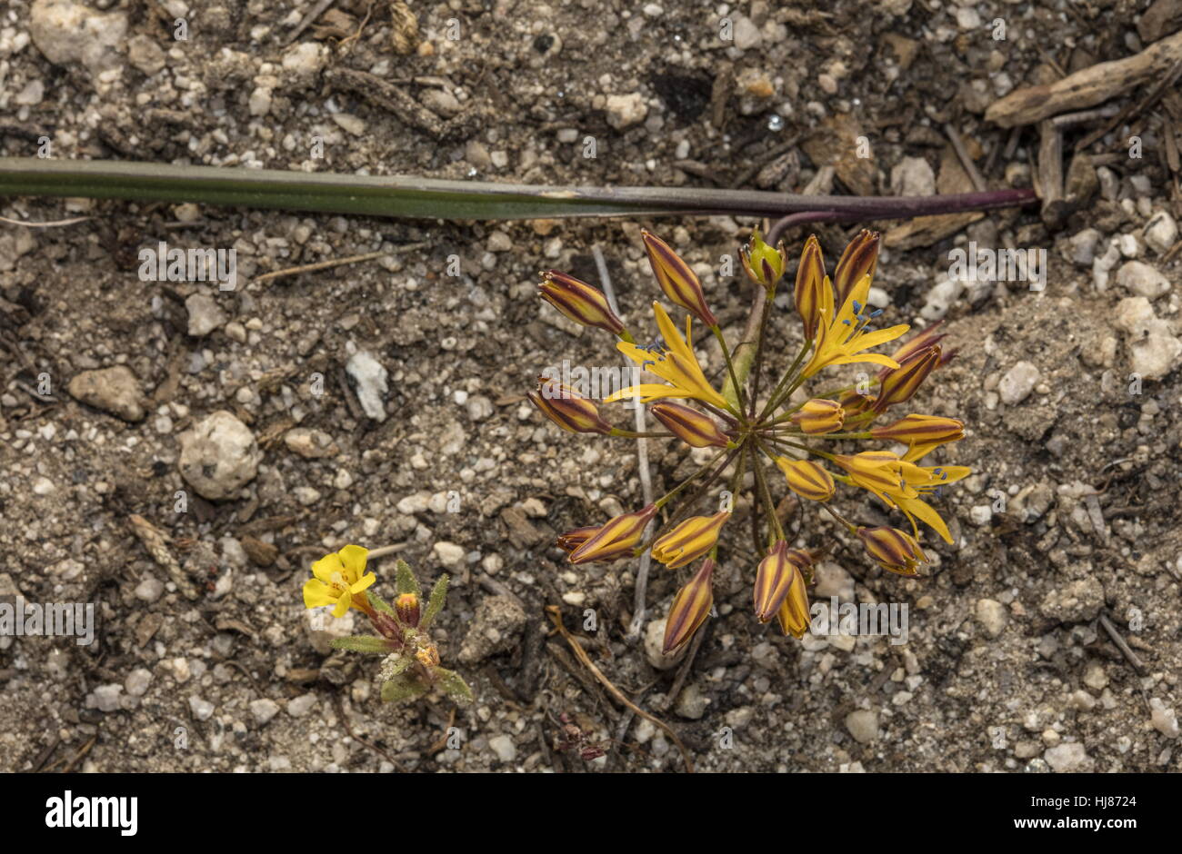 Mountain Triteleia, Triteleia montana in flower on granite gravel, Yosemite, Sierra Nevada. Stock Photo