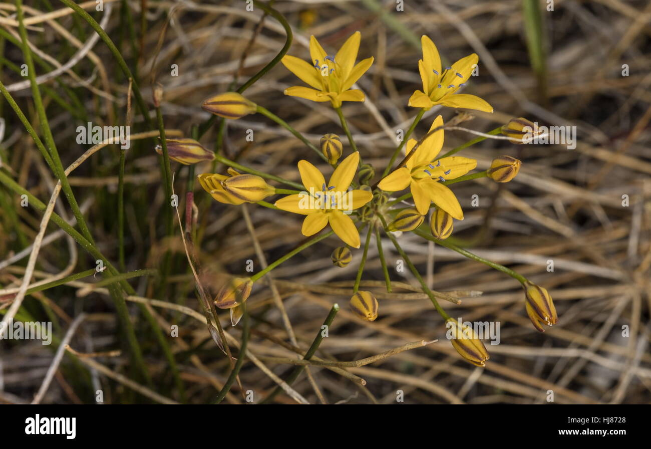 Mountain Triteleia, Triteleia montana in flower on granite gravel, Yosemite, Sierra Nevada. Stock Photo