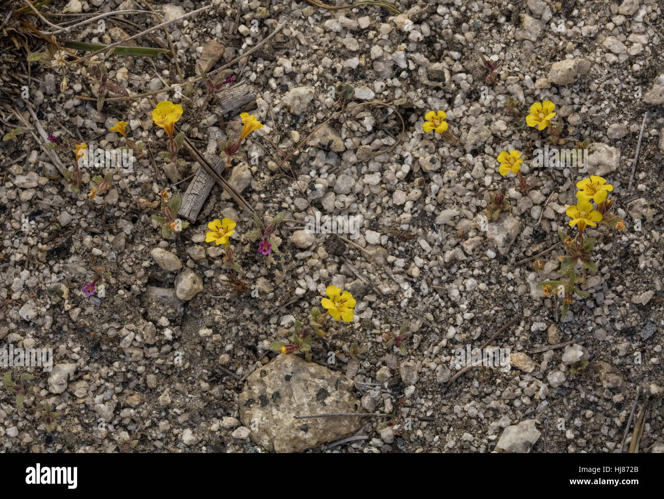 Skunky monkeyflower, Mimulus nanus var. mephiticus, yellow form in flower on granite gravel. Yosemite. Stock Photo