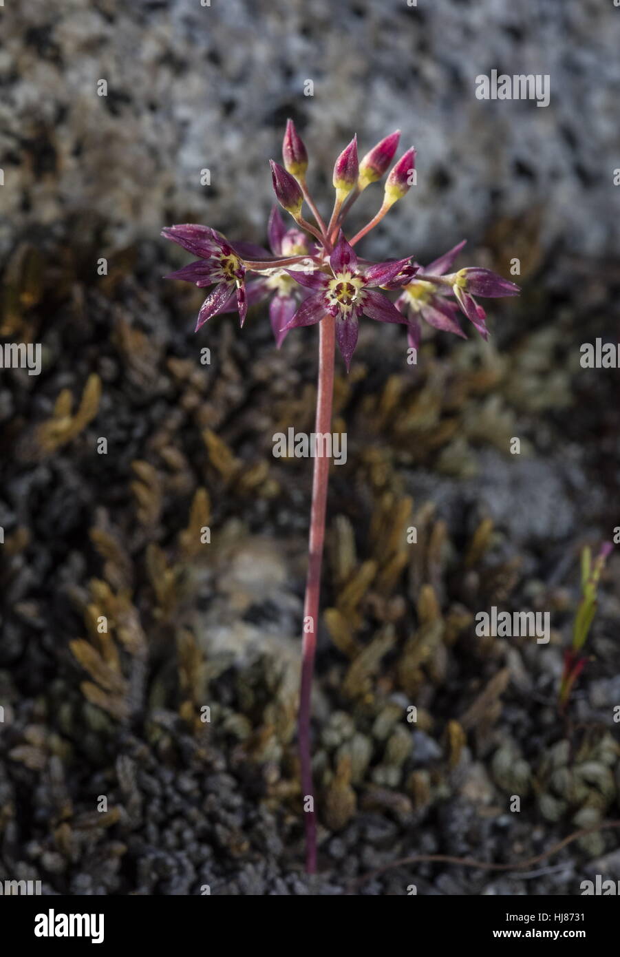 Sierra onion, Allium campanulatum in flower, on granite; Sierra Nevada, Ca. Stock Photo