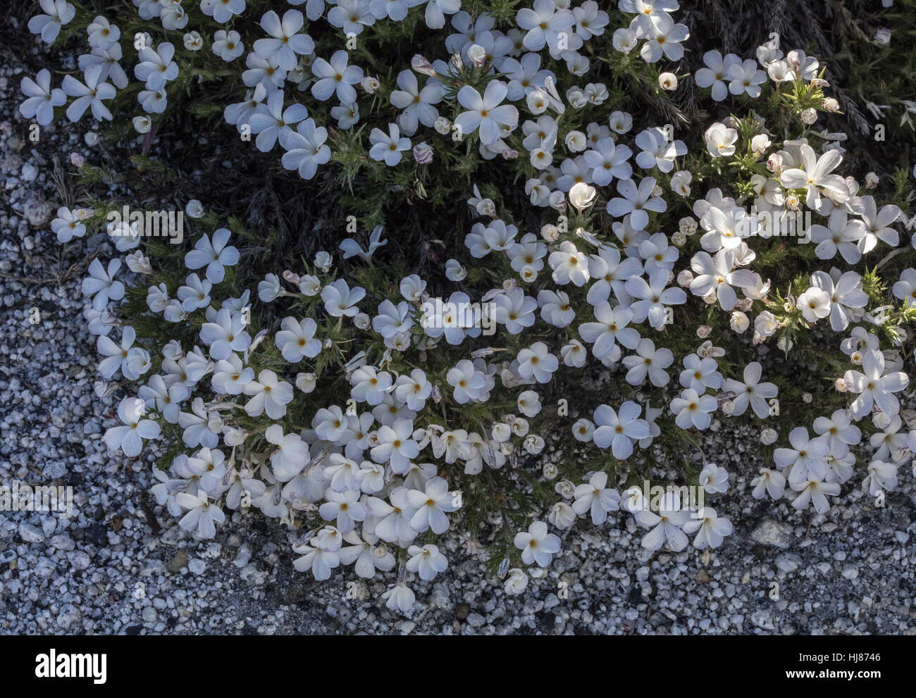 Granite prickly-phlox Linanthus pungens, in flower on granite gravel, Yosemite; Sierra Nevada. Stock Photo