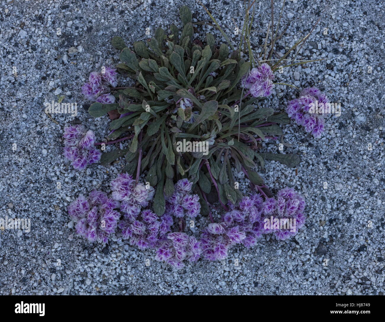 Mount Hood pussypaws, Cistanthe umbellata, or Calyptridium umbellatum, in flower on roadside gravel. Yosemite, California. Stock Photo