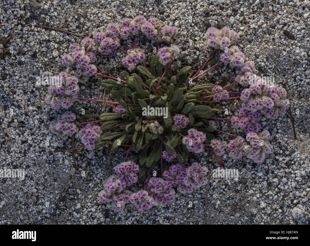 Mount Hood pussypaws, Cistanthe umbellata, or Calyptridium umbellatum, in flower on roadside gravel. Yosemite, California. Stock Photo