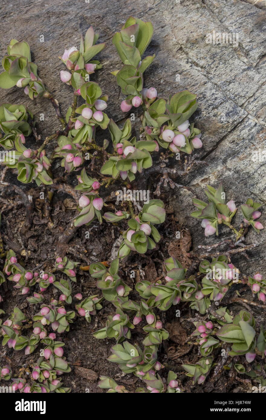 Dwarf bilberry, Vaccinium caespitosum, in flower at high altitude in Yosemite, Sierra Nevada. Stock Photo