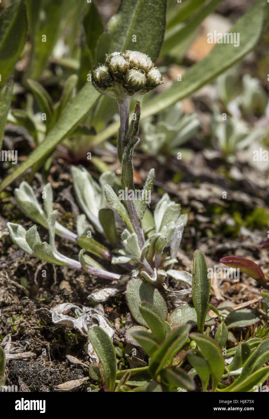 Alpine Pussytoes, Antennaria media in flower in high snow-melt area, Sierra Nevada, Ca. Stock Photo