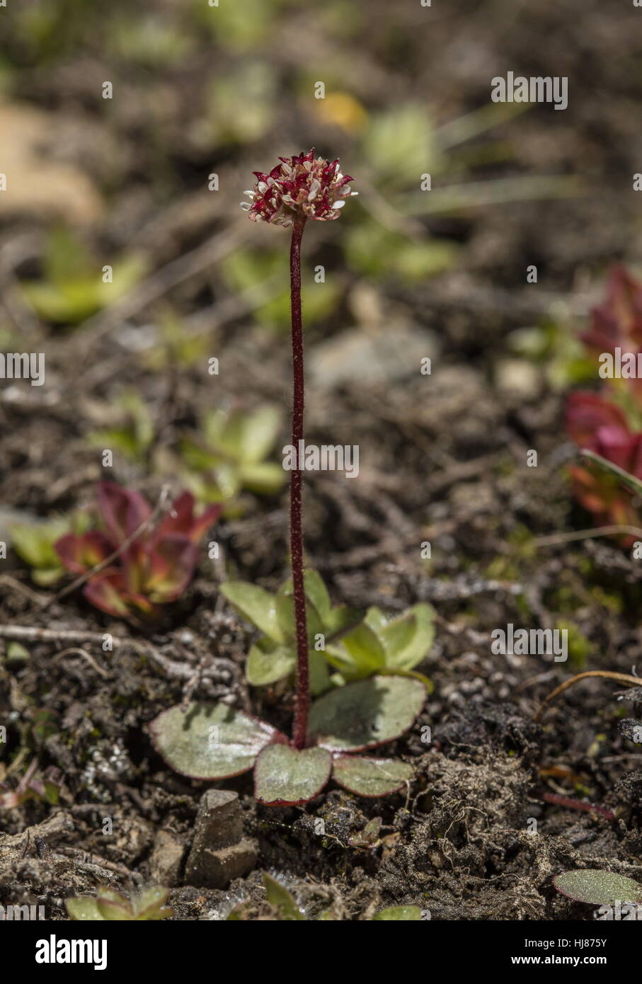 Sierra saxifrage, Micranthes aprica, in flower in high altitude snow-melt area, Sierra Nevada. Stock Photo