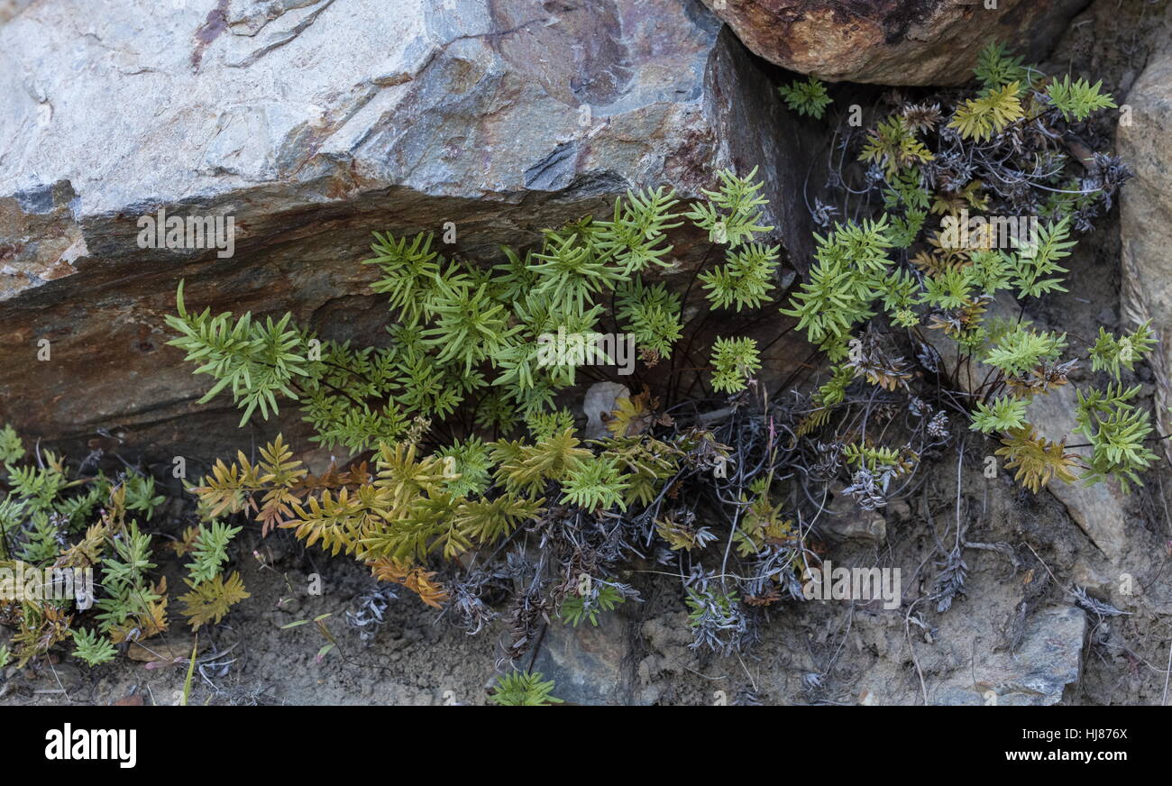 Cliffbrake or Indian's dream, Aspidotis densa fern in rock crevice, Lundy Canyon, Sierra Nevada. Stock Photo
