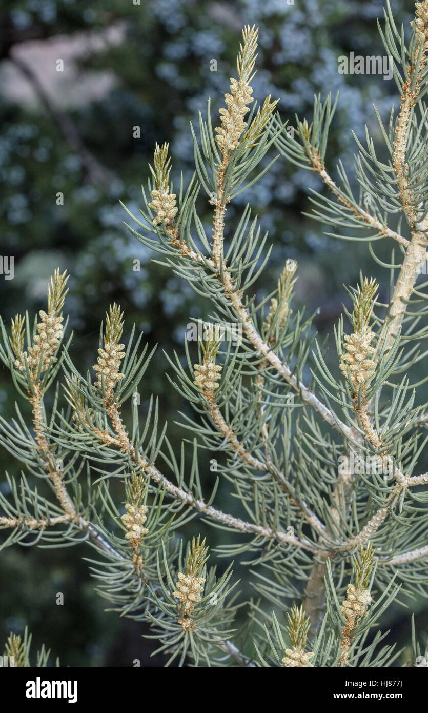 Single-leaf pinyon, Pinus monophylla, pine, with foliage and male flowers. Sierra Nevada. Stock Photo